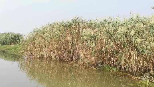 湿地 湖畔 岸边 芦苇荡 洪泽湖 湖水