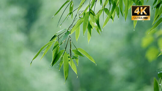 4K竹 竹子 竹叶滴水 阳光竹林雨后竹林