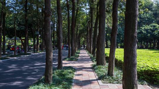 夏天阳光树林路面