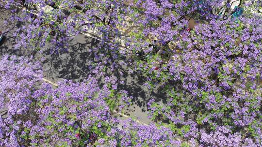 【精品】昆明蓝花楹街景拍摄