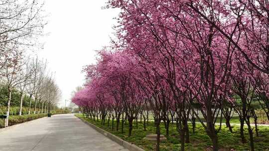 春天公园里大片紫红色梅花盛开