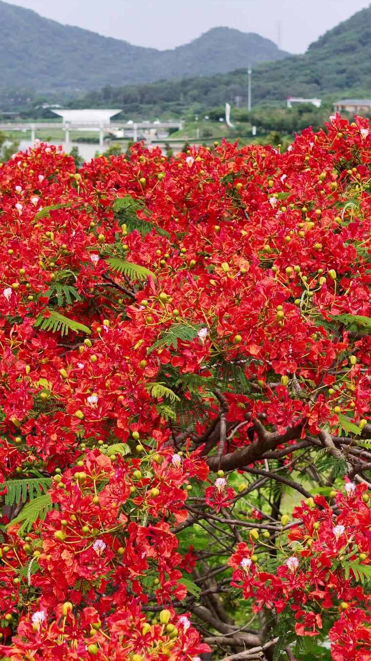 盛开的红色凤凰花景观