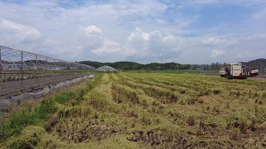 秋天湘南水稻收割机在稻田收稻谷