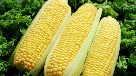 玉米 农业 农作物 食物 植物