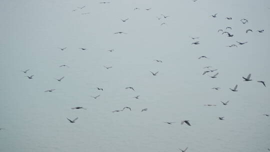 一大群珍稀鸟类中华秋沙鸭在河面飞行