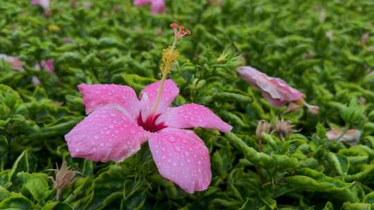 雨中粉红色朱瑾花 红色朱瑾花 合集 0002