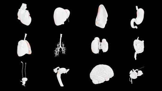 白色抽象人体内脏器官