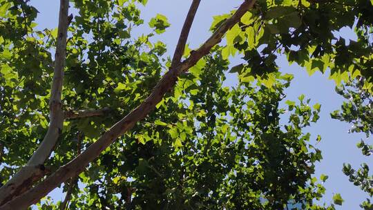 风吹树叶植物夏日风景实拍