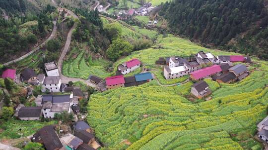 衢州开化台回山油菜花梯田航拍 合集