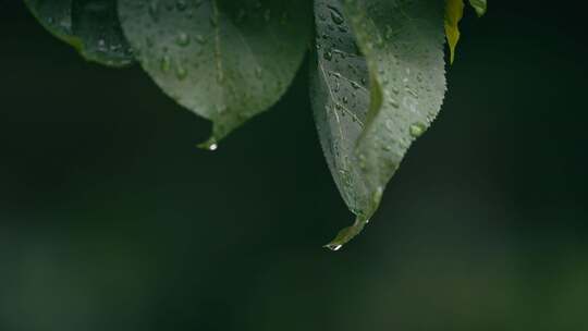 绿叶雨后雨滴水珠