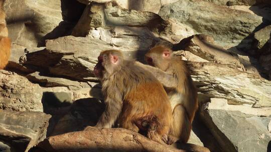猴山猴子抱在一起取暖抓虱子视频素材模板下载