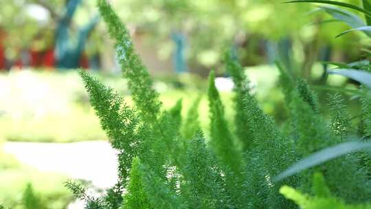 夏日唯美逆光绿色植物