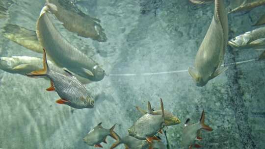 海洋馆水族馆鱼缸鱼类热带鱼淡水鱼特写