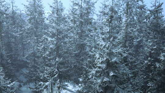 冰雪覆盖的森林中宁静的冬季仙境视频素材模板下载