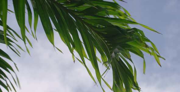 夏日多云的天空下，棕榈叶随风飘扬