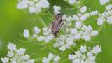 立夏，野茴香花上的昆虫爬行特写高清在线视频素材下载