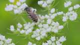立夏，野茴香花上的昆虫爬行特写高清在线视频素材下载