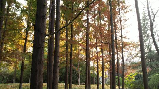 秋天城市公园树林户外清新自然唯美航拍