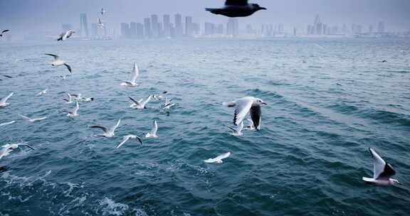 大海海面飞翔的海鸥