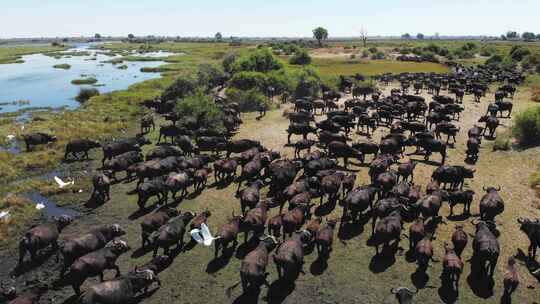 航拍飞越非洲野牛群