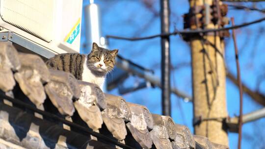 北京胡同房顶上猫咪