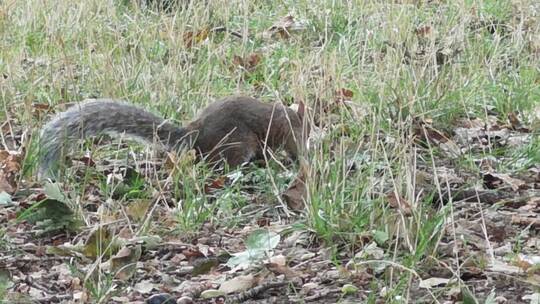 一只松鼠在地上捡食物