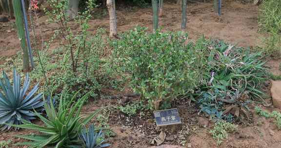 美丽的热带沙生植物