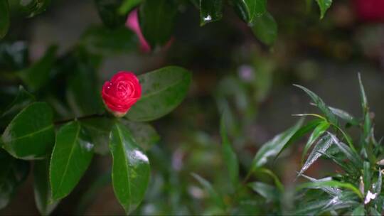 红色的山茶花覆盖着雨滴。