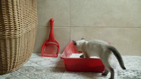 泰国猫在红色塑料垃圾箱检查前使用厕所
