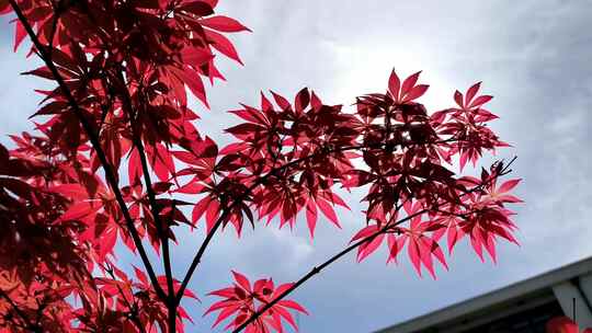 春天阳光下生长的红枫枝叶视频素材模板下载