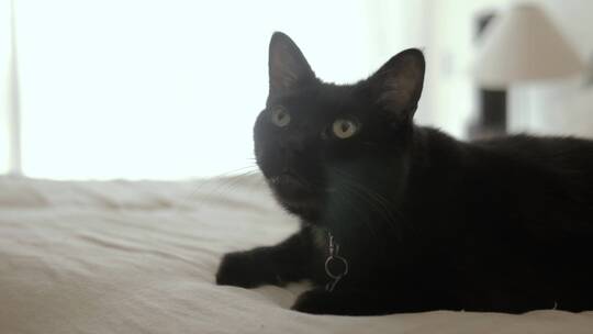 坐在白色床上的黑猫