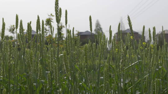 小麦麦田风光