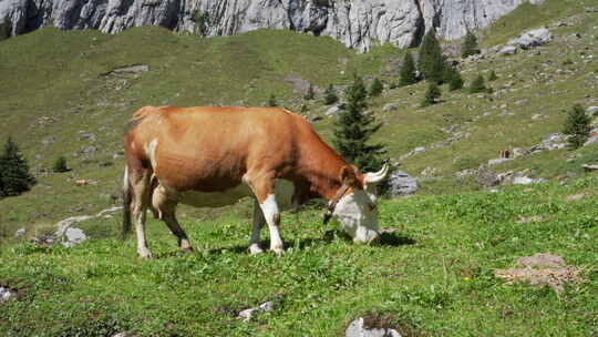瑞士阿尔卑斯山的一头奶牛正在美丽山景前的绿色草地上吃草