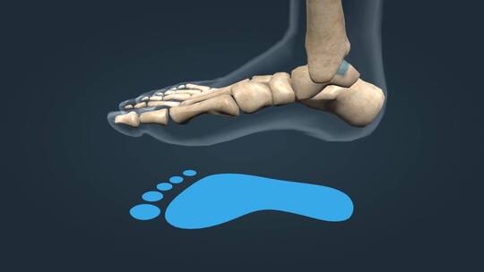 人体骨骼足部扁平足跟骨趾骨跖骨三维动画