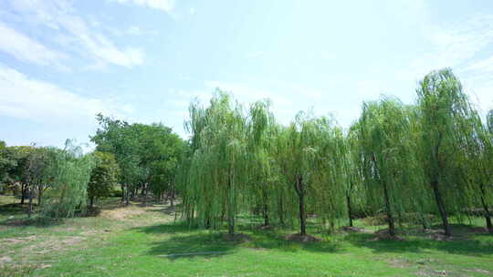 武汉江夏区黄家湖湿地公园