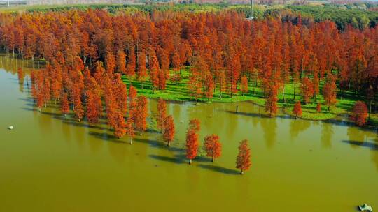 航拍秋季红色水上森林