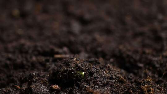 植物延时视频素材模板下载