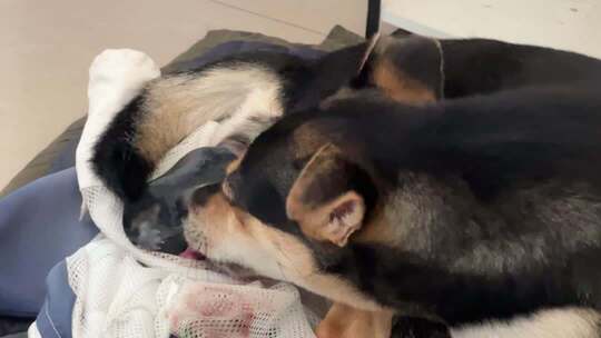 母狗下崽 母狗生小狗全过程4K