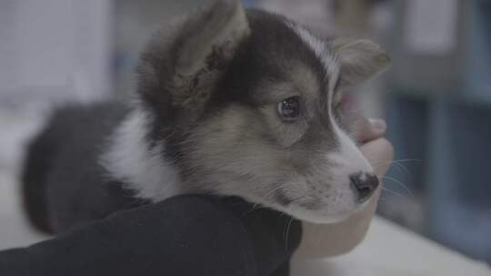 生病的柯基犬