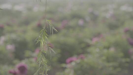牡丹花种植LOG视频素材