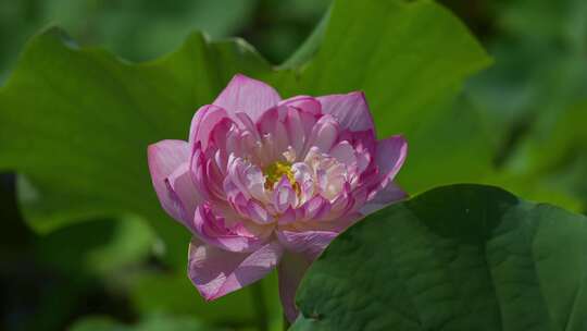 夏天池塘荷花莲花开放夏至立夏