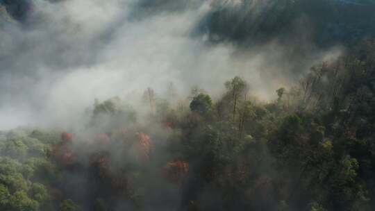 晨曦高山树林云海云雾唯美光影