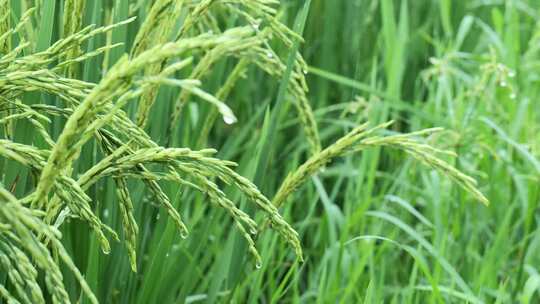 雨中的稻穗水稻特写雨露水珠田野