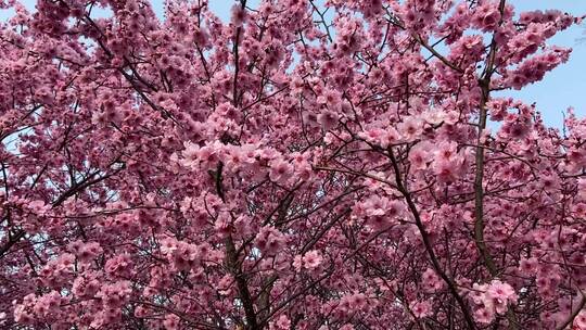 济南百花公园春天赏玉兰花、桃花