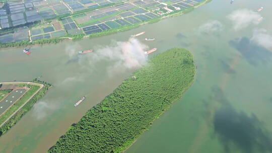 珠海斗门水松林