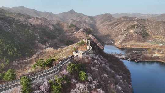 航拍春天被山花簇拥的长城