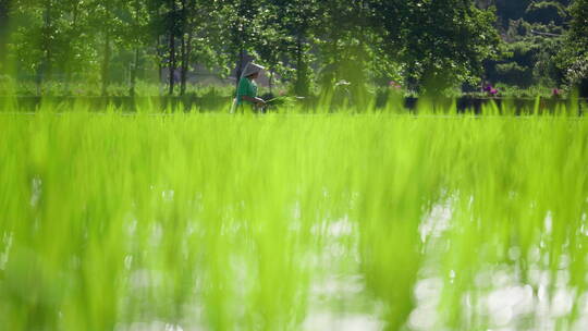 夏天，绿色秧田中插秧的农民视频素材模板下载