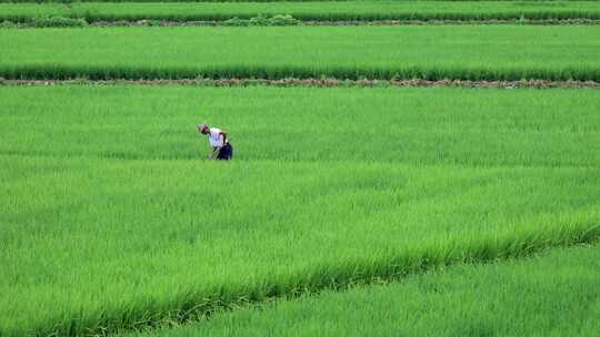 农民在田里使用锄头除草