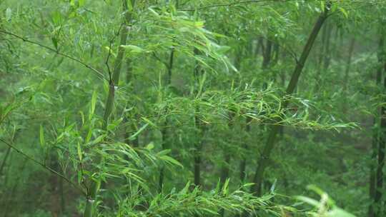 下雨天茂密的竹林枝叶繁茂生机勃勃的景象