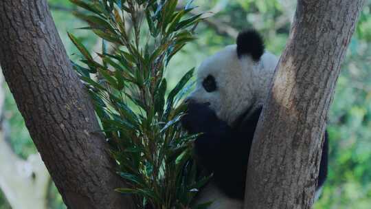 树杈上吃竹子的大熊猫视频合集